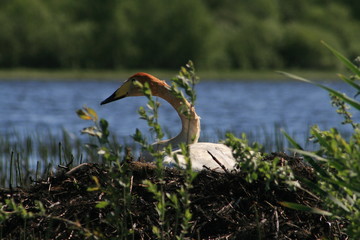 Whooper swan (Cygnus cygnus), also known as the common swan captured in the North of Belarus