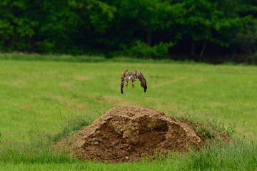 young mice buzzard exercises flying from a small mound of earth