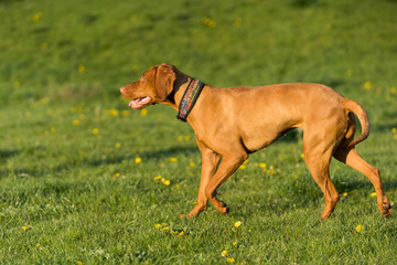 The Hungarian pointer is wonderfully retrieving retrieves during the afternoon sunny training.