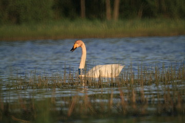 Fototapeta premium Whooper swan (Cygnus cygnus), also known as the common swan captured in the North of Belarus