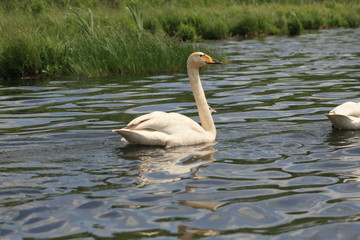 Whooper swan (Cygnus cygnus), also known as the common swan captured in the North of Belarus