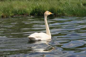 Whooper swan (Cygnus cygnus), also known as the common swan captured in the North of Belarus