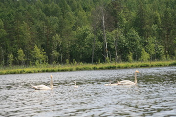 Whooper swan (Cygnus cygnus), also known as the common swan captured in the North of Belarus