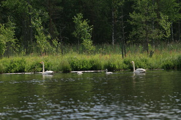 Whooper swan (Cygnus cygnus), also known as the common swan captured in the North of Belarus
