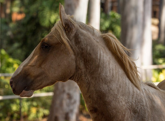 horses loose in pastures