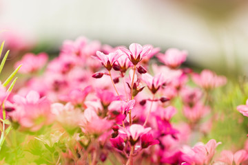 Fototapeta na wymiar Close up of bright pink saxifrage flowers with green leaves background selective focus