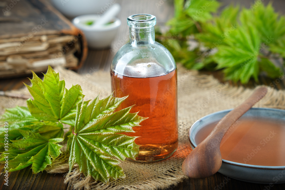Wall mural bottle of maple syrup or healthy tincture, saucer of syrup and fresh green maple leaves.