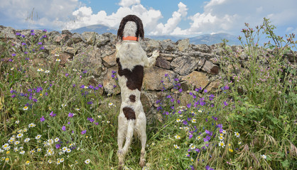 perro spaniel ingles