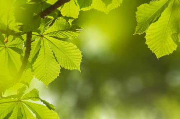 Closeup nature view of blurred green leavesof of a chestnut tree with sun flare and winds in the background. Green natural texture. Space for text.