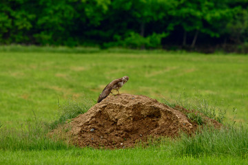young mice buzzard exercises flying from a small mound of earth