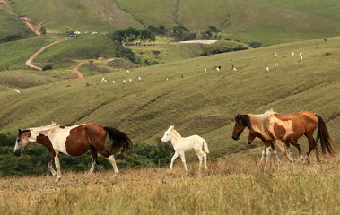 horses loose in pastures