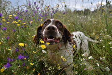 perro spaniel ingles