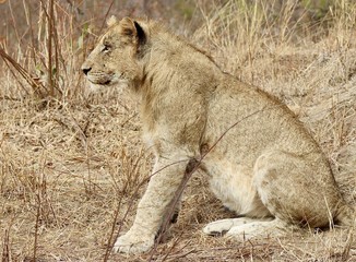 Obraz na płótnie Canvas Lions from Kruger National Park. African wildlife. South Africa