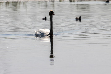 Dordrecht Biesbos Water birds