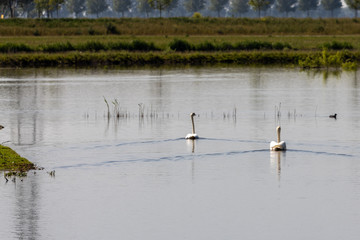 Dordrecht Biesbos Water birds