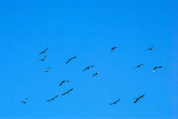 A flock of doves flying in the blue sky