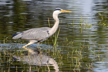 Dordrecht Biesbos Water birds