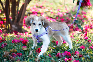 Fototapeta premium Photo of a dog, to brighten your day, with its kind look,