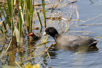 Dordrecht Biesbos Water birds