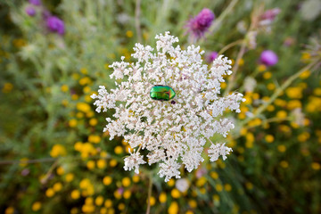 Beetle green rose chafer collects nectar on rowan flowers