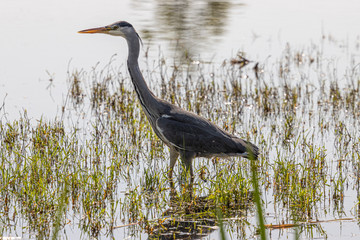 Dordrecht Biesbos Water birds