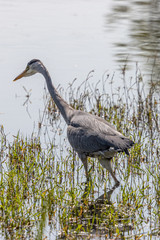 Dordrecht Biesbos Water birds