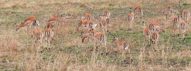 herd of gazelle grazing 