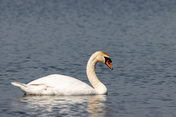 Obraz premium Dordrecht Biesbos Water birds