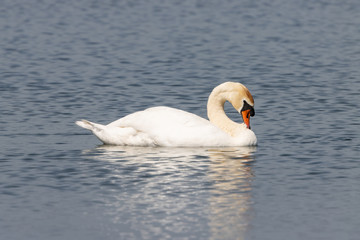 Dordrecht Biesbos Water birds