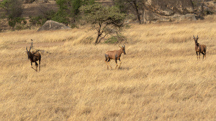Hartebeest in the savannah in africa
