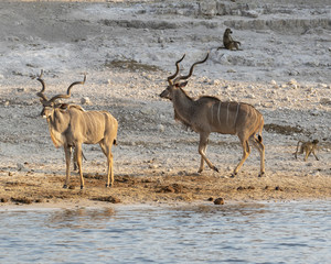 Kudu males on the river bank 