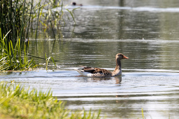 Dordrecht Biesbos Water birds
