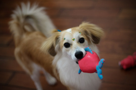 Foto de cachorro, para alegrar o seu dia, com seu olhar bondoso, 