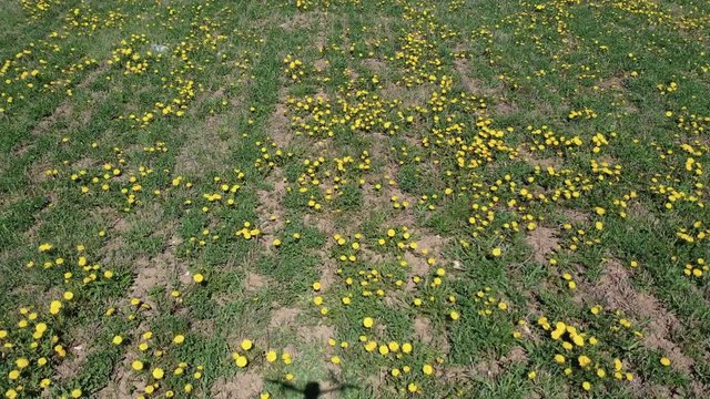 Beautiful panoramic aerial view photo from flying drone to Meadow with dandelions on a sunny day with a flying drone in the shadow background.Beautiful dandelion background from above. (series)