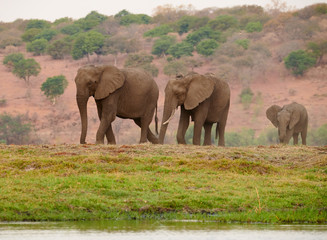 Three elephants (Loxodonta africana) approach the river.