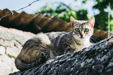 Portrait d'un jeune chat tigré au regard curieux