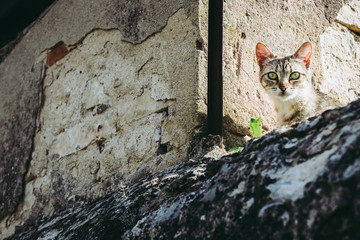 Portrait d'un jeune chat tigré au regard curieux