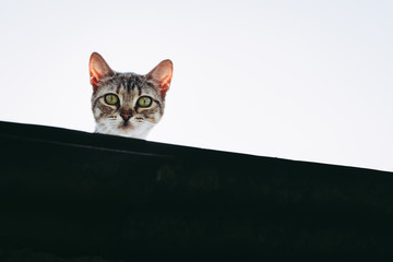 Portrait d'un jeune chat tigré au regard curieux