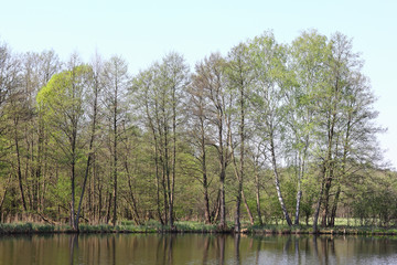 Fototapeta na wymiar Birches and alder at the Briese lake, north of Berlin, the German capital