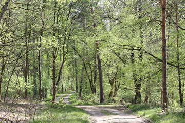 The Briese trail in the Brandenburg state