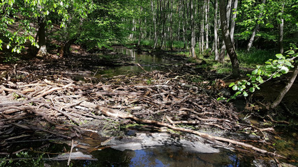 Remains of a beaver lodge in the Briese valley, north of Berlin