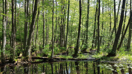 An alder riparian forest at the Briese stream, north of Berlin in spring