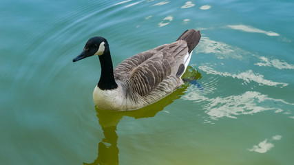 Canadian Goose swims in the pond in the park. Clear water surface with sky and clouds shadows. May, Spring
