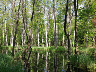 Fototapeta na wymiar Alder grove and reflection of trees at the Briese in Brandenburg state