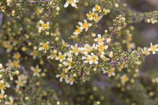 Pale yellow flowers arising out of Bitterbrush, Purshia Tridentata, Rosaceae, native shrub in Pioneertown Mountains Preserve, Southern Mojave Desert, Springtime.