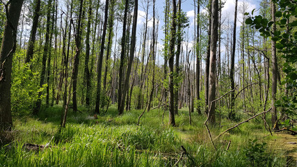 Fototapeta premium Alder marsh at Briesetal, north of Berlin in spring
