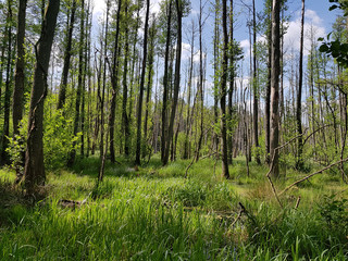 Alder grove in the Briesetal in Brandenburg state, north of Berlin