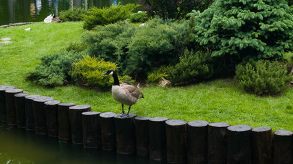 Fototapeta premium Canadian Goose stays on the dark brown logs, that surround the island. Green grass and bushes