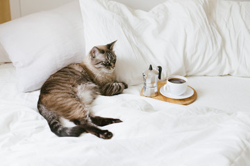 Cozy bedroom details: cute sleepy cat near cup of hot fresh coffee and coffeemaker on wooden tray in bed with white linen.