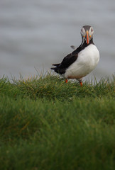 The iconic puffin. Iceland´s most famous seabird.